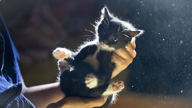 kitten rescued from roof